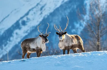 Wildlife Encounters on Alaska’s Winter Tours